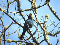 Steller's Jay - Picture taken at Point Reyes National Seashore, California