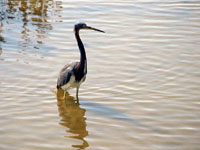 Tricolored Heron - Picture taken at Port Aransas, Texas