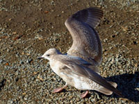 Thayer's Gull - Picture taken at Lucchesi Park, Petaluma, California
