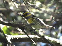 Townsend's Warbler - Picture taken at Golden Gate Park - San Francisco, California