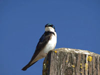 Tree Swallow - Picture taken at Shollenberger Park, Petaluma, California