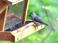 Tufted Titmouse - Picture taken at Elkin, North Carolina