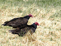 Turkey Vulture - Picture taken at Petaluma, California