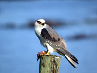 White-tailed Kite- Picture taken at Novato, California