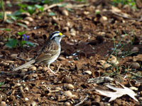 White-throated Sparrow - Picture taken at Elkin, North Carolina