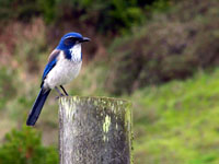 Western Scrub Jay - Picture taken at Bodega Bay, California