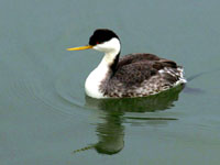 Western Grebe - Picture taken at Bodega Bay, California