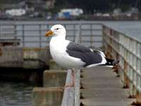 Western Gull - Picture taken at Bodega Bay, California