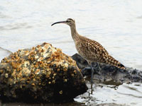 Whimbrel - Picture taken at Bodega Bay, California