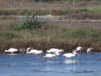 White Ibis - Picture taken at Port Aransas, Texas