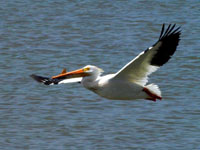White Pelicans - Picture taken at Port Aransas, Texas