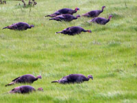 Wild Turkey - Picture taken at Valley Ford, California