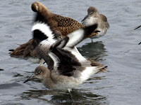 Willet - Picture taken at Bodega Bay, California