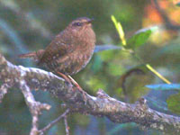 Winter Wren - Picture taken at Heart's Desire Beach - Tomales State Park, California