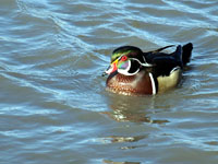 Wood Duck (Drake) - Picture taken at Lucchesi Park, Petaluma, California