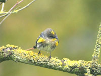 Yellow-rumped Warbler - Picture taken at Rohnert Park, California