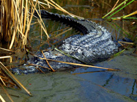 Photographs of Reptiles and Amphibians