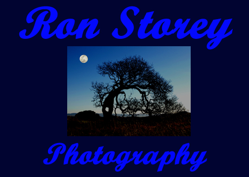 Welcome to Ron Storey's Bird and Wildlife Photography