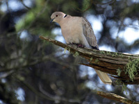 Eurasian Collard Dove