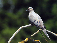 Mourning Dove