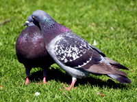 Rock Pigeons