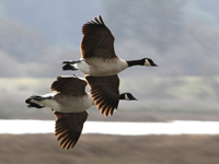 Canada Geese in Flight