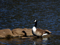 Canada Goose