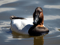 Canvasback