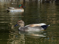 Gadwall