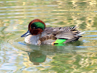 Green-winged Teal