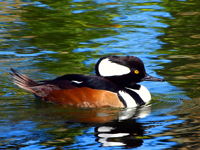 Hooded Merganser