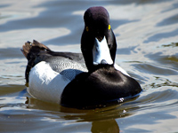 Lesser Scaup