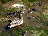 Mallard Hen and Ducklings