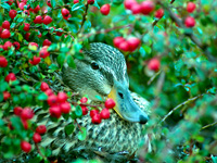 Mallard in Berries