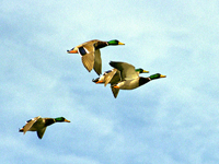 Mallards in Flight