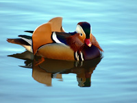 Mandarin Duck