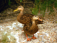 Mottled Ducks