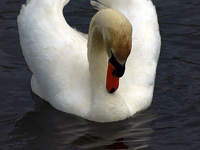 Mute Swan