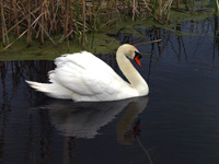 Mute Swan #2