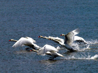 Mute Swans