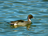 Northern Pintail