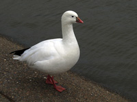 Ross' Goose