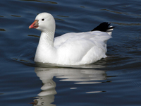 Ross' Goose Swimming