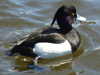 TuftedDuck