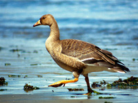 White-fronted Goose