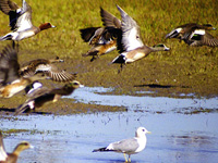 Wigeons