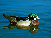 Wood Duck