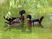 Wood Ducks