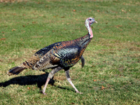 Wild Turkey