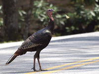 Wild Turkey and Swallowtail